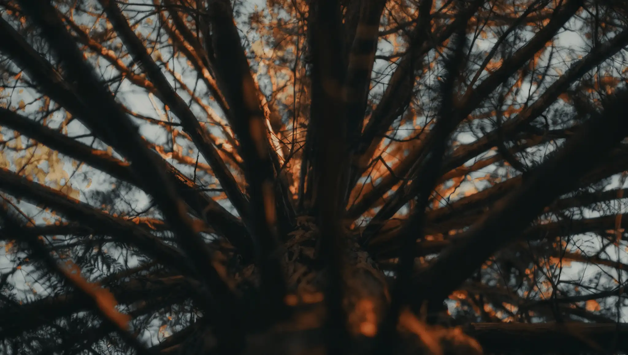 Aerial view of forest landscape